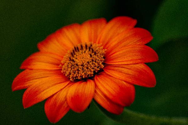 Orange Sunflower  Digital Download