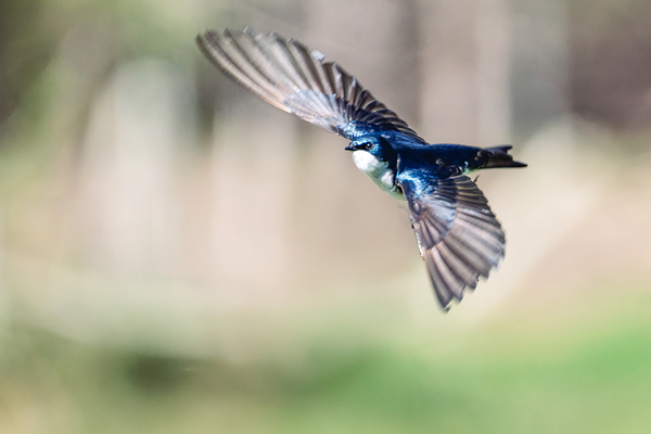 A Tree Swallow in Flight Digital Download
