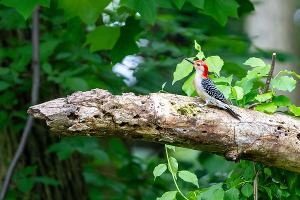 Red Bellied Wood Pecker Digital Download