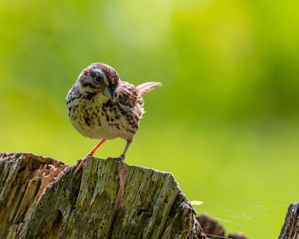 Cheeky Digital Download