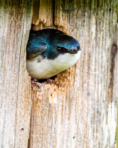 Hello There Digital Download