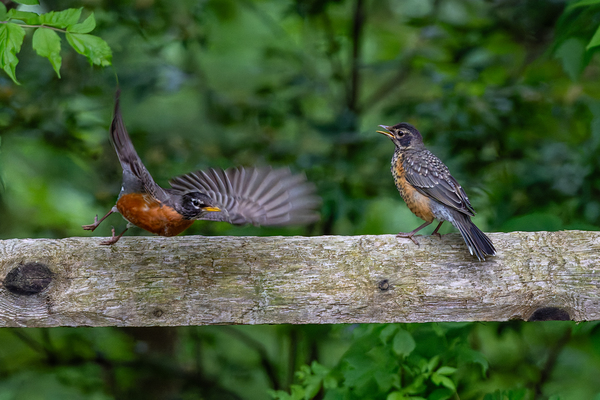 A Pair of Robins Téléchargement Numérique