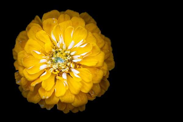 Yellow Zinnia Téléchargement Numérique