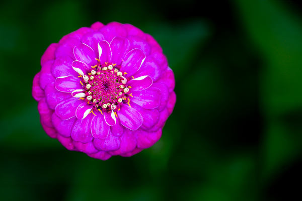 Purple Zinnia Digital Download