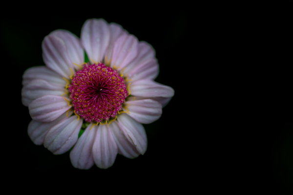 Daisy Digital Download