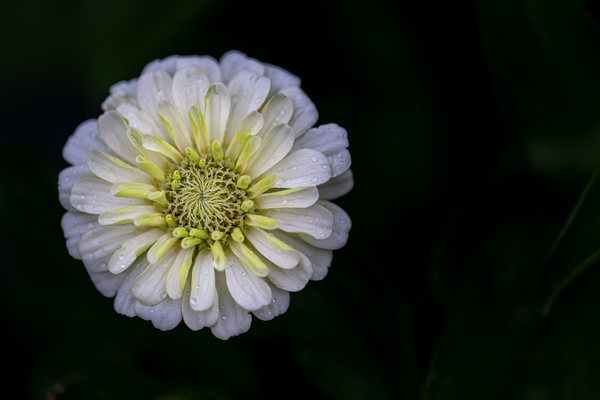 White Zinnia Téléchargement Numérique