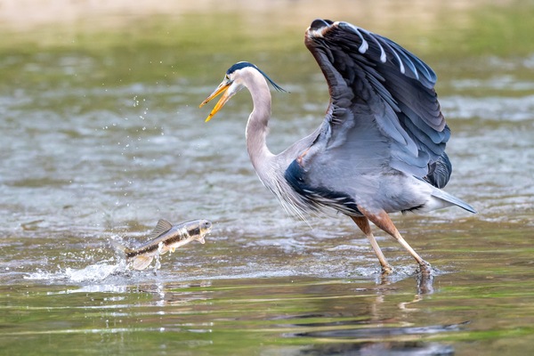 Not Today Digital Download