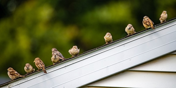 Sparrows on a Roof Téléchargement Numérique