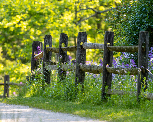Fence and Flowers Digital Download