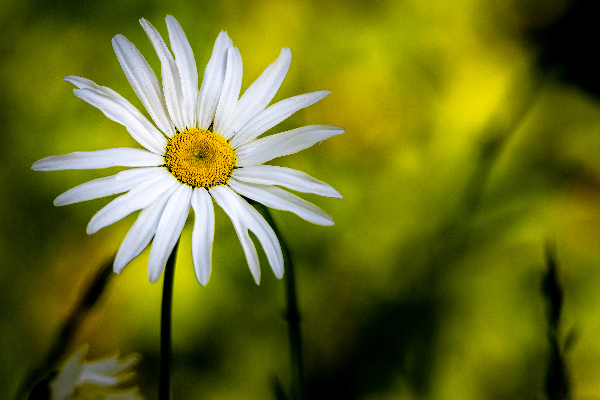 A Solitary Daisy Digital Download