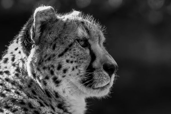 Cheetah Digital Download