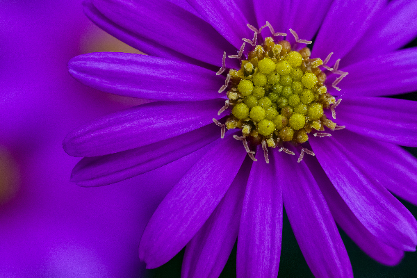 Purple Aster Digital Download
