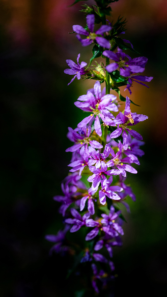 Purple Loosestrife Digital Download