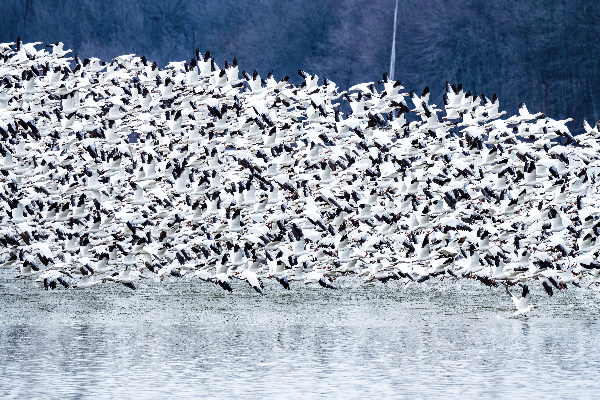 Snow Geese Migration Digital Download