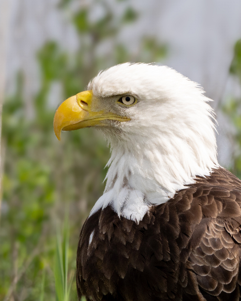 North American Bald Eagle Digital Download