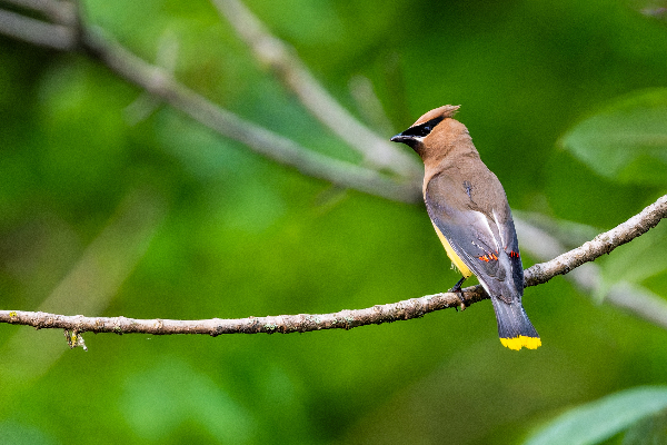 Cedar Waxwing Digital Download