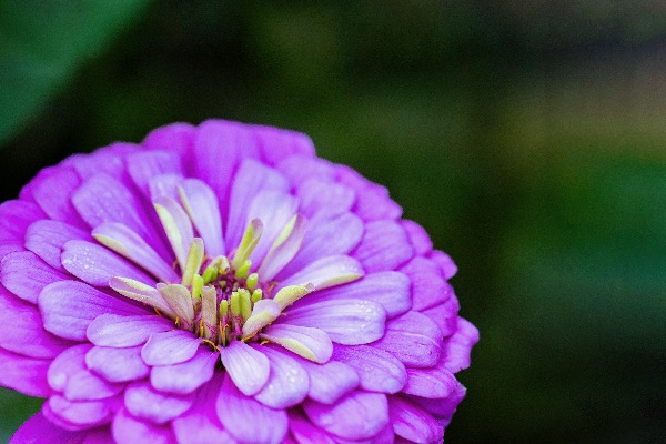 Glistening Purple Zinnia  Digital Download