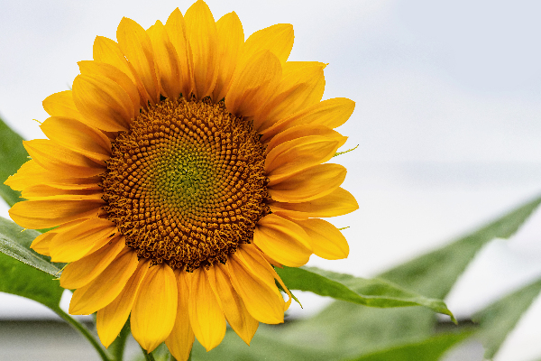 Sun Flower Digital Download