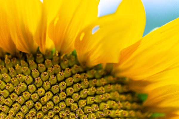 SunFlower Close Up Digital Download