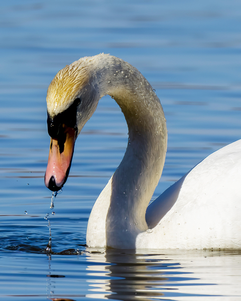 Swan on a Lake Digital Download