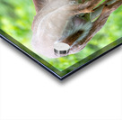 Doe & Fawn Impression Acrylique