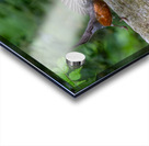 A Pair of Robins Impression Acrylique