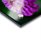 Zinnia Impression Acrylique