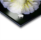 White Zinnia Impression Acrylique