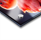 Scarlet Ibis Acrylic print