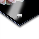 Pink Dahlia Acrylic print