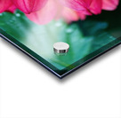 Dark Pink Dahlia Acrylic print