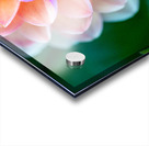 Peach Dahlia with a splash of Purple Acrylic print