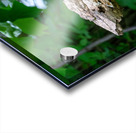 Red Bellied Wood Pecker Acrylic print