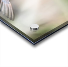 A Tree Swallow in Flight Acrylic print