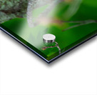 Northern Cardinal  Impression Acrylique