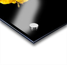 Yellow Zinnia and a Hoverfly Acrylic print