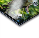 An Osprey stretching their wings.  Impression Acrylique