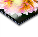 Dahlia and Raindrops Impression Acrylique