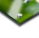 Two Cat Birds having a Conversation Acrylic print