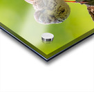 Cheeky Acrylic print