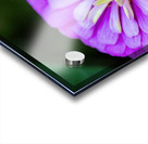 Glistening Purple Zinnia  Acrylic print