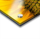SunFlower Close Up Acrylic print
