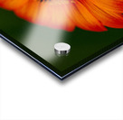 Orange Sunflower  Acrylic print