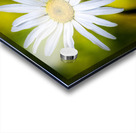 A Solitary Daisy Acrylic print