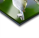 Cat Bird on a Post Acrylic print