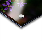 Purple Loosestrife Acrylic print