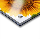 Sun Flower Acrylic print