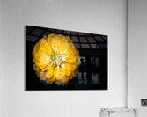 Yellow Zinnia Impression acrylique