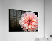 Pink Dahlia Acrylic Print