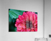 Dark Pink Dahlia Acrylic Print